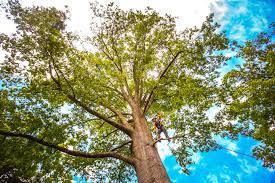 Best Arborist Consultation Services  in Pierz, MN