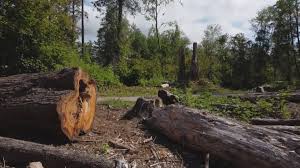 Best Storm Damage Tree Cleanup  in Pierz, MN