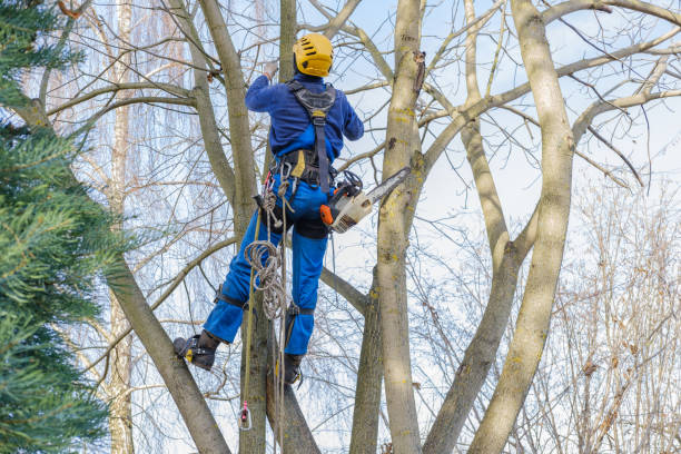 Best Root Management and Removal  in Pierz, MN