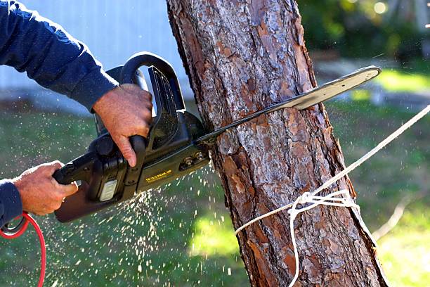 Best Tree Disease Treatment  in Pierz, MN