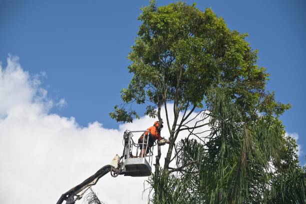 Best Leaf Removal  in Pierz, MN