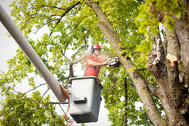 Best Tree Risk Assessment  in Pierz, MN