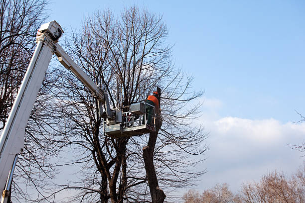 Best Tree Cabling and Bracing  in Pierz, MN